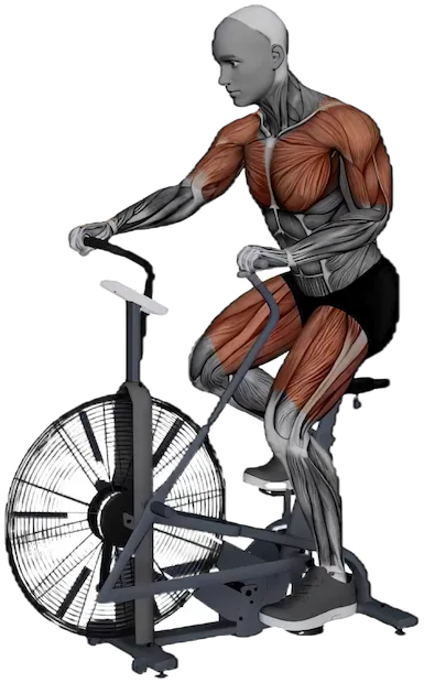 Air Bike (Machine) exercise demonstration