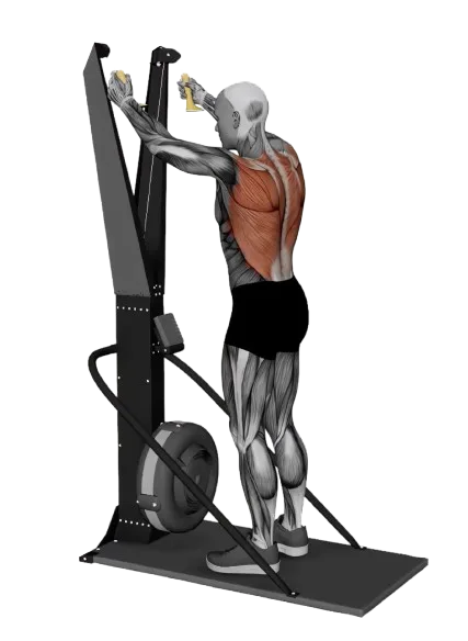 SkiErg (Machine) exercise demonstration