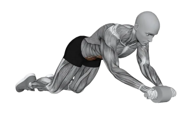 Ab Wheel exercise demonstration