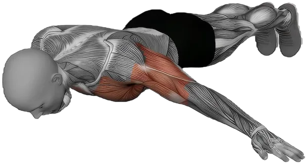 Archer Push Up exercise demonstration