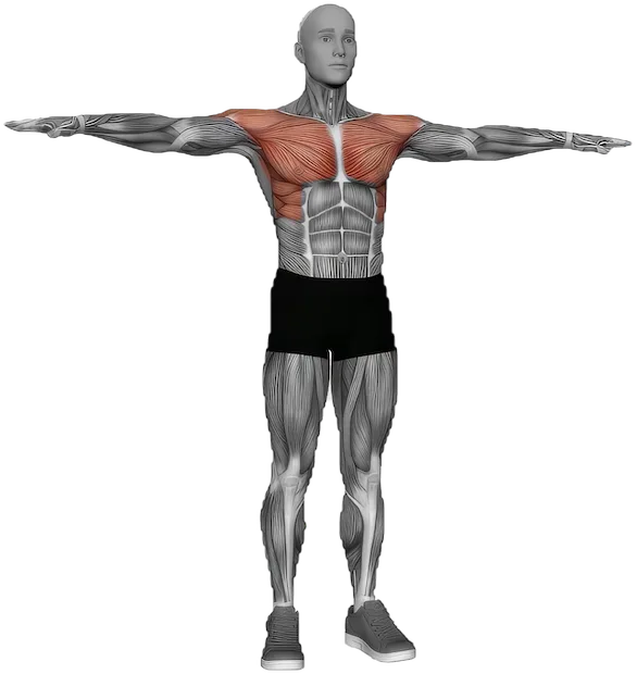 Arm Crossovers exercise demonstration