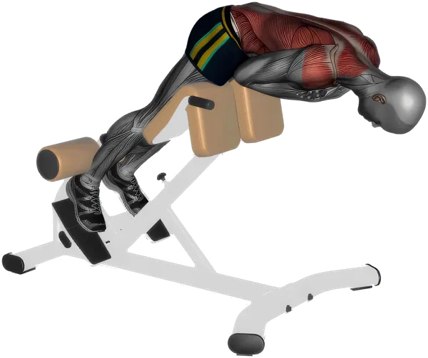 Back Extension exercise demonstration