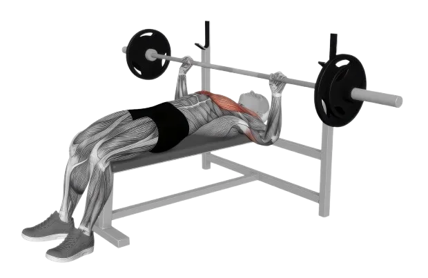 Bench Press exercise demonstration