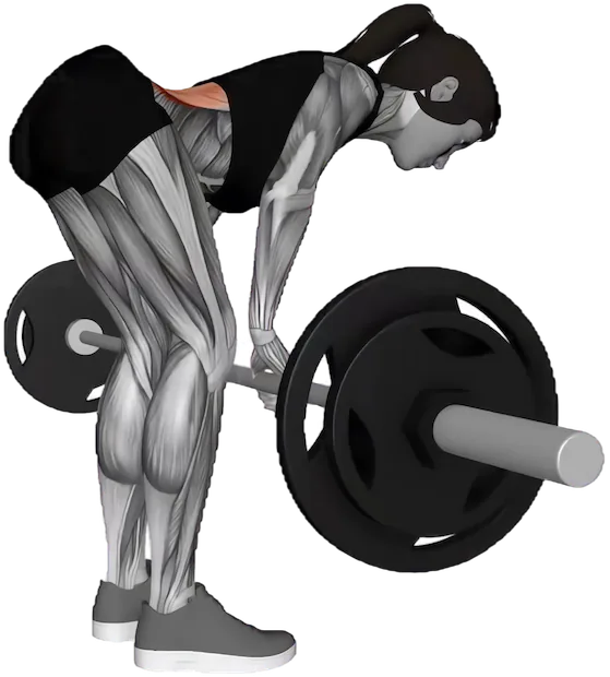 Bent Over Row exercise demonstration