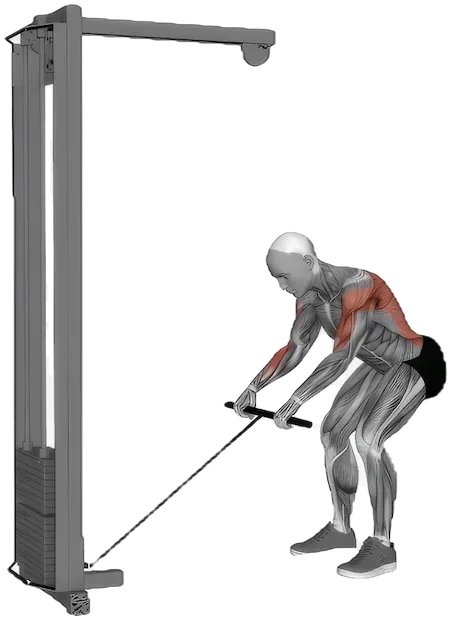 Bent Over Row exercise demonstration