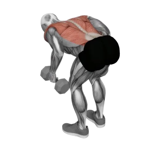 Bent Over Row exercise demonstration