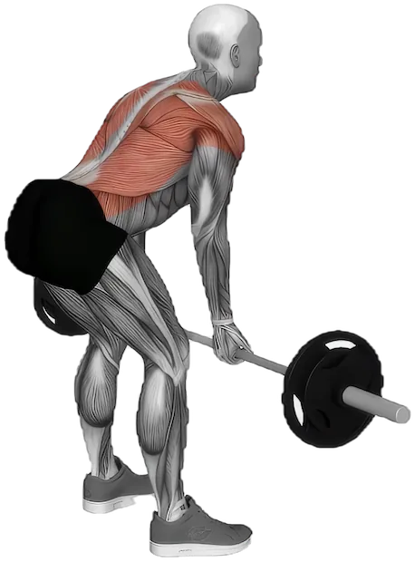 Underhand Bent Over Row exercise demonstration