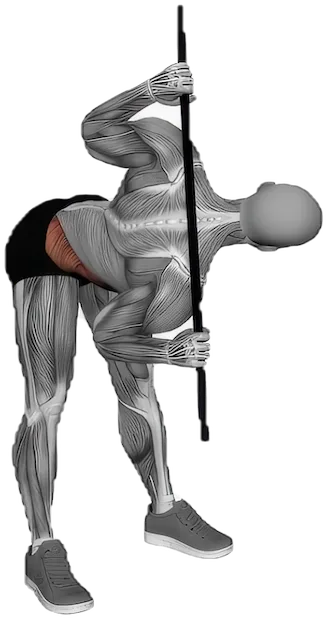 Bent Over Twist exercise demonstration