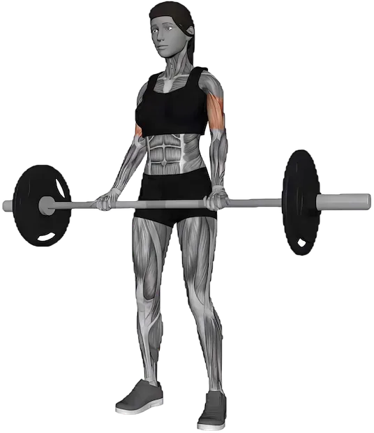 Bicep Curl exercise demonstration