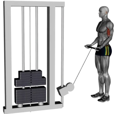 Bicep Curl exercise demonstration