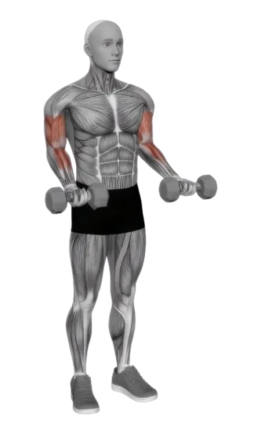 Bicep Curl exercise demonstration