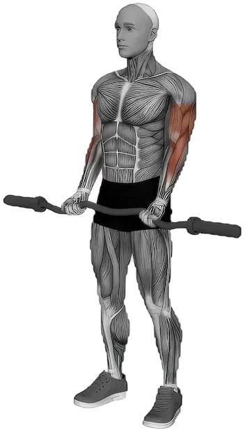 Bicep Curl exercise demonstration