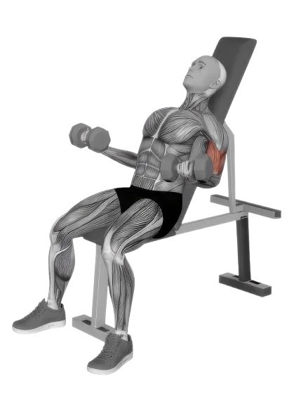 Bicep Curl Incline exercise demonstration