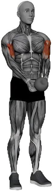 Bicep Curl exercise demonstration
