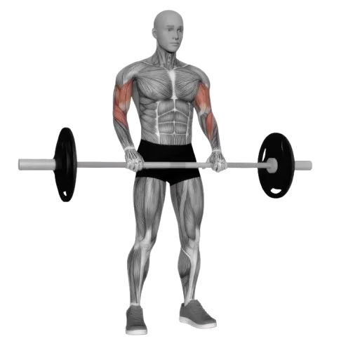 Bicep Curl Reverse exercise demonstration