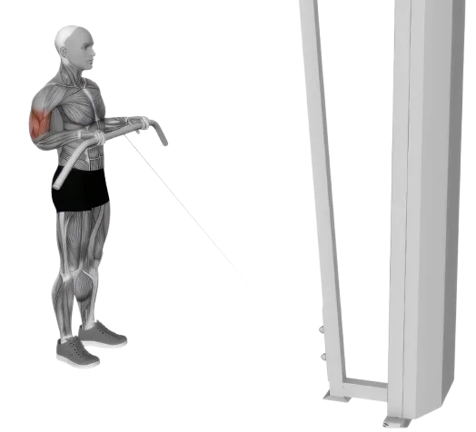 Bicep Curl Reverse exercise demonstration