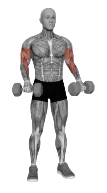 Bicep Curl Reverse exercise demonstration