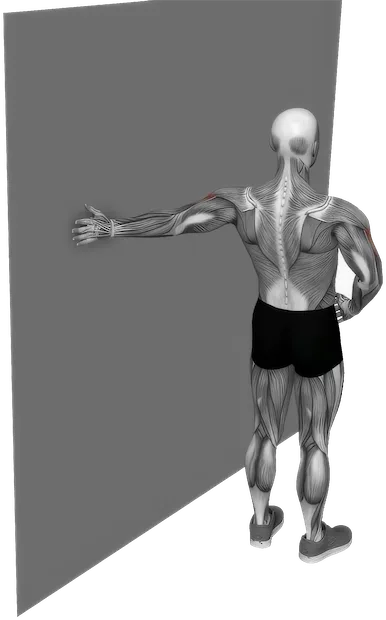 Bicep Stretch exercise demonstration