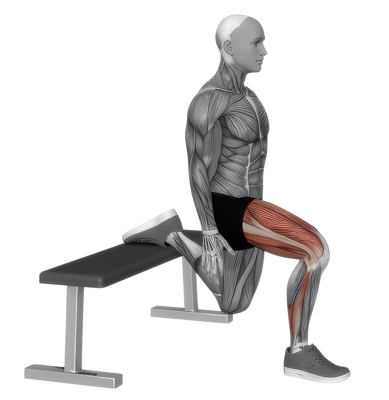 Bulgarian Split Squat exercise demonstration