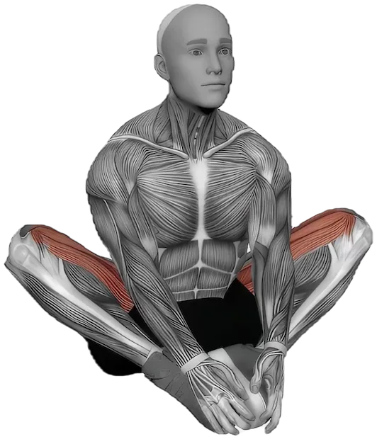 Butterfly Stretch exercise demonstration