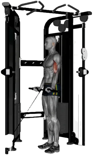 Cable Curl exercise demonstration