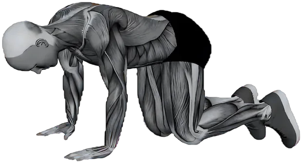 Cat Pose exercise demonstration