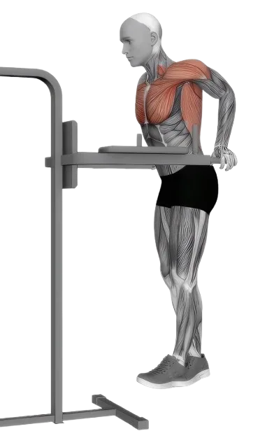 Chest Dip exercise demonstration