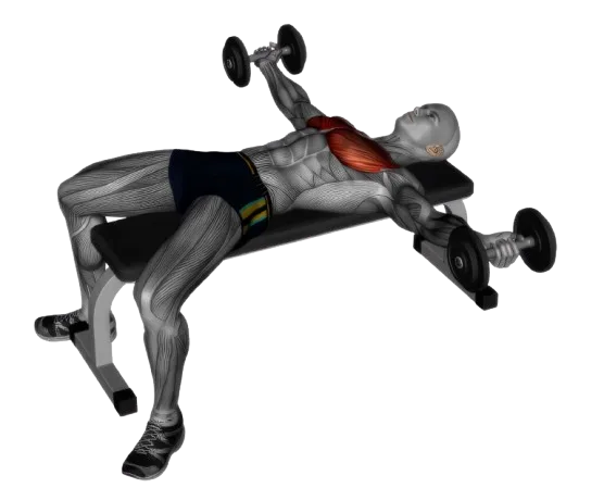 Chest Fly exercise demonstration