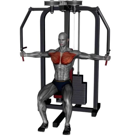 Chest Fly exercise demonstration