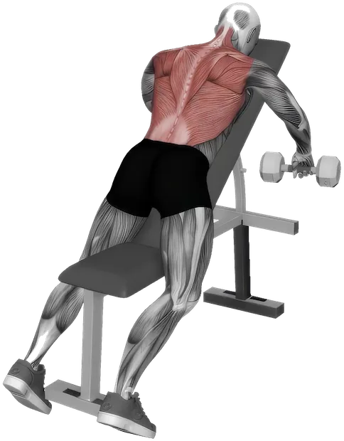 Chest Supported Row exercise demonstration