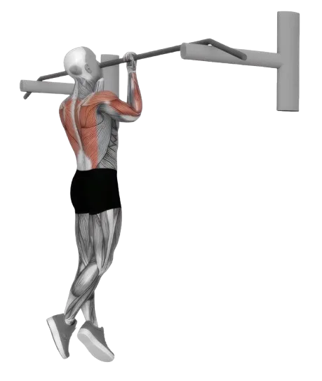 Chin Up exercise demonstration