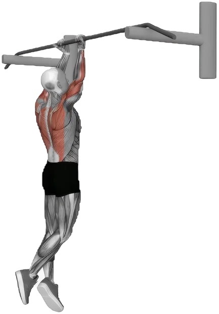 Close Grip Chin Up exercise demonstration
