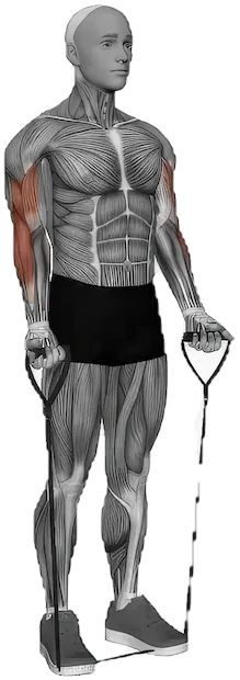 Close Grip Curl exercise demonstration