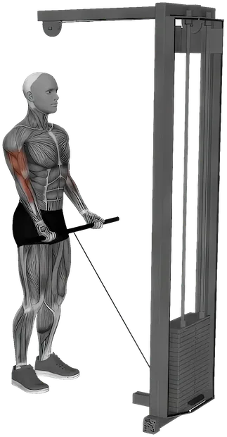 Close Grip Curl exercise demonstration