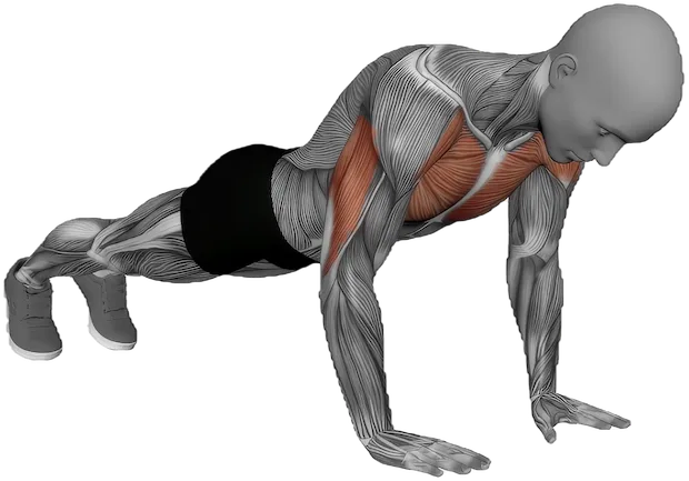 Close Grip Push Up exercise demonstration