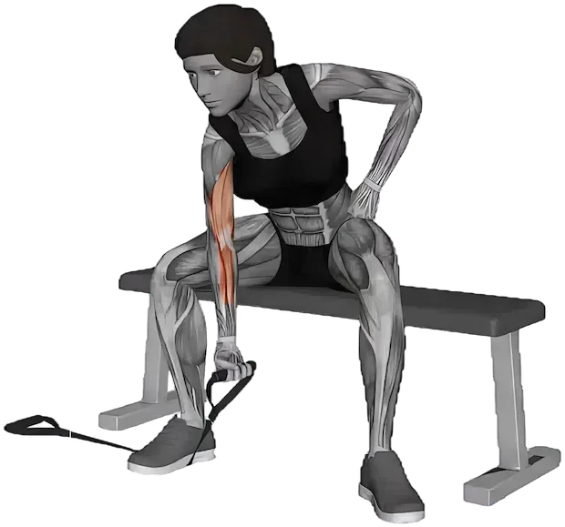Concentration Curl exercise demonstration