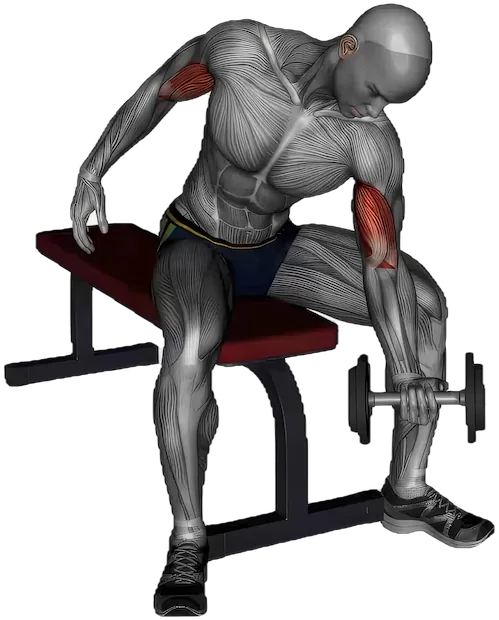Concentration Curl exercise demonstration
