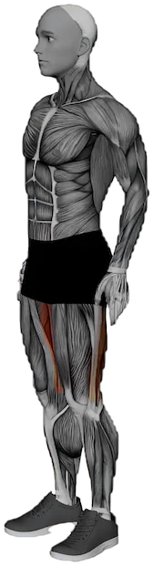 Crescent Lunge exercise demonstration