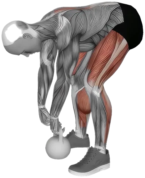 Deadlift exercise demonstration