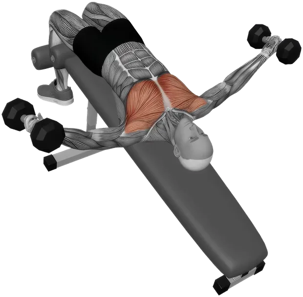 Decline Fly exercise demonstration