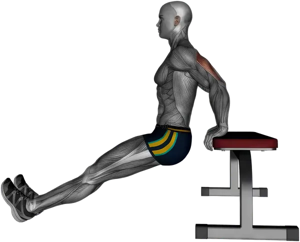 Dip Bench exercise demonstration