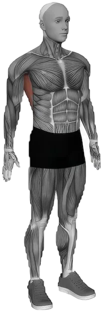 Dynamic Back Stretch exercise demonstration