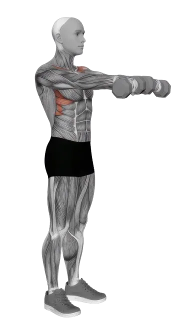 Front Raise exercise demonstration