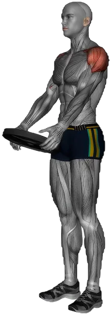 Front Raise exercise demonstration