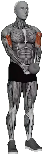 Goblet Curl exercise demonstration