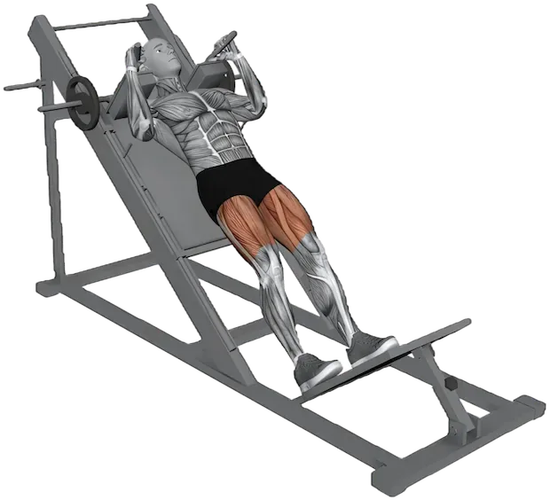 Hack Squat exercise demonstration