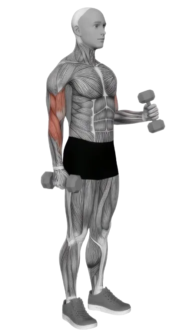 Hammer Curl exercise demonstration