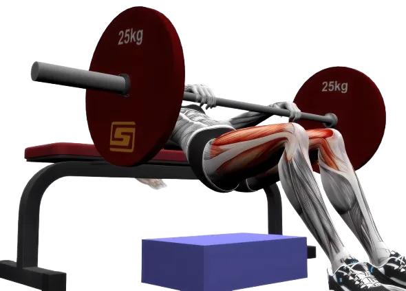 Hip Thrust exercise demonstration