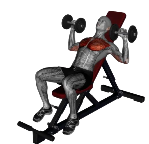 Incline Bench Press exercise demonstration