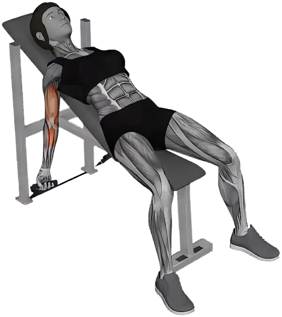 Incline Curl exercise demonstration